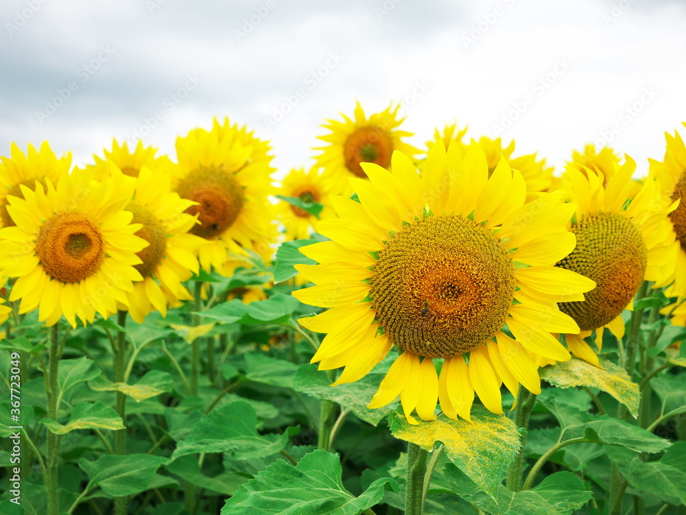 Fototapeta premium Close-up of sunflowers in a field in France