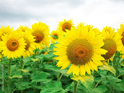 Close-up of sunflowers in a field in France