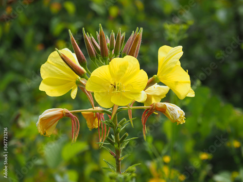 Yellow flowers and buds on an evening primrose plant, Oenothera biennis