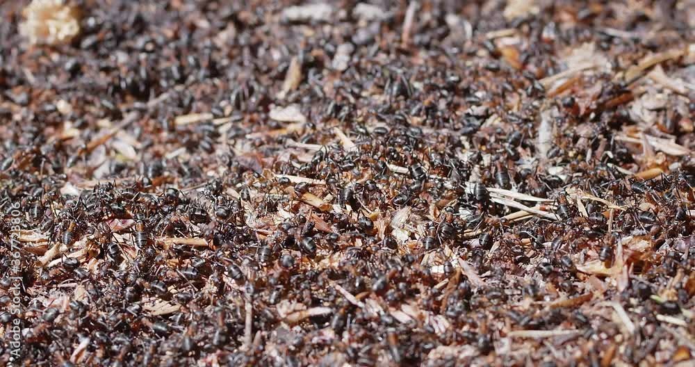 ants on anthill in slow motion ants on anthill in slow motion