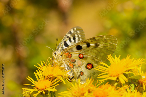 Parnassius apollo, High mountain butterfly, Pyrenees, Spain photo