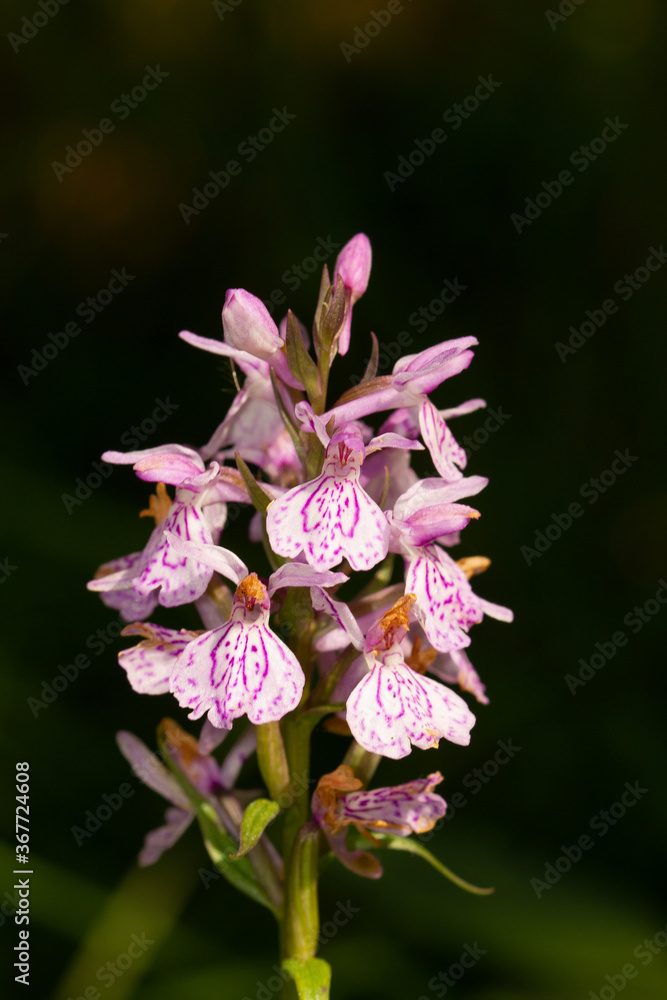 Pink Pyrenean Orchid, Flora, Girona, Spain Pink Pyrenean Orchid, Flora, Girona, Spain