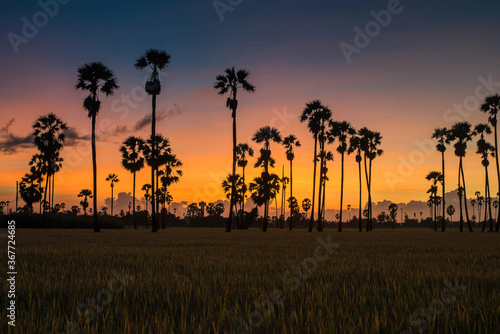Sunrise paddy field with sugar palm trees in morning.