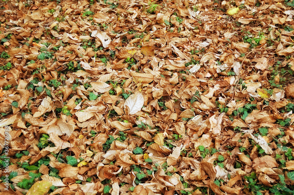 Autumn leaves background. Falling leaves in the forest