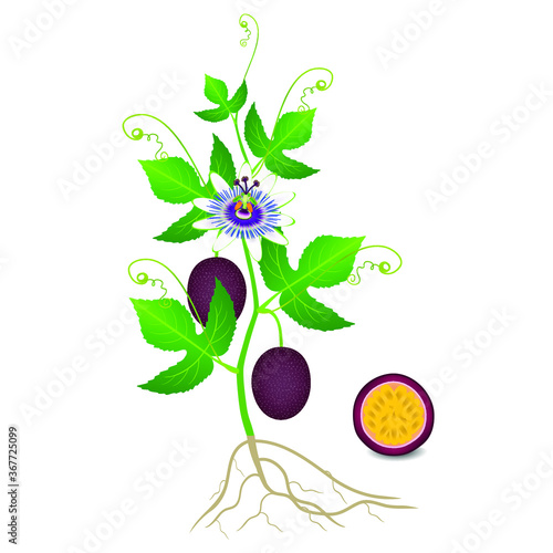 An illustration showing parts of a passion fruit plant.