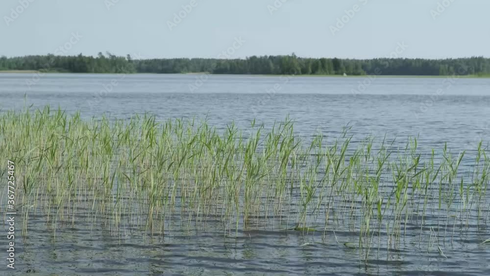 grass on the water grass on the water