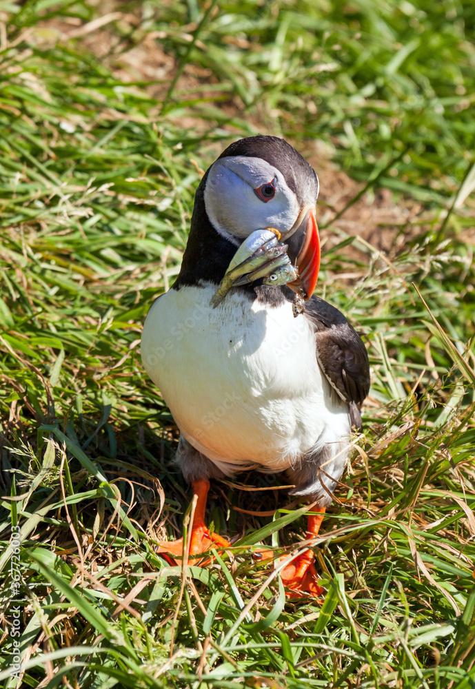 Puffin bringing fish to its nest in a breeding colony in the East Fjords region of Iceland