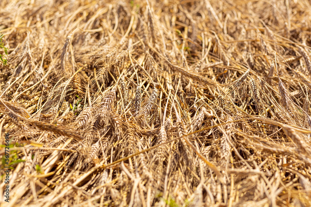 Naklejka premium Wheat field in bright sunlight. Spikelets shine in the sun. Warm July evening on a field in Belarus. Holidays and exit from quarantine.