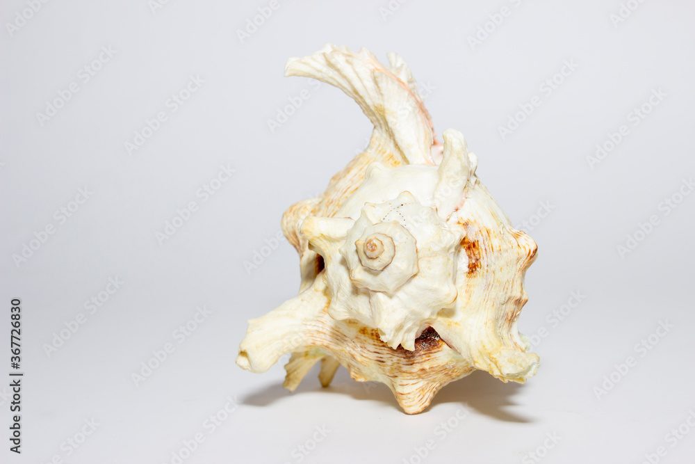 Sea sink up close on a white background Sea sink up close on a white background