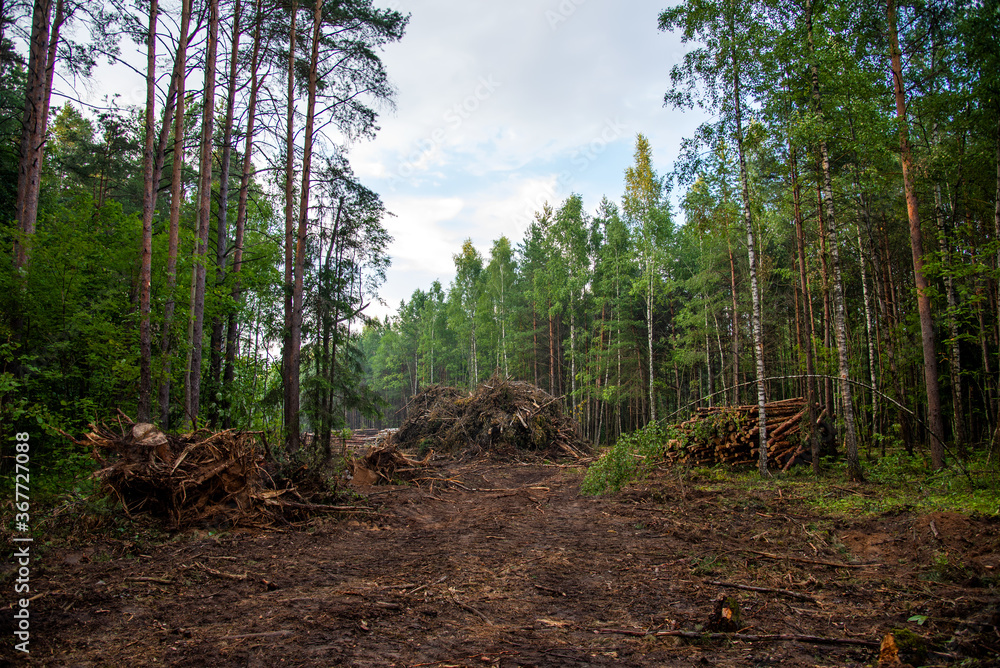 Large quantity of cut and stacked spruce timber in forest for transported. Stack of cut logs. Logging timber industry. Wood logs at illegal logging. Deforestation background Large quantity of cut and stacked spruce timber in forest for transported. Stack of cut logs. Logging timber industry. Wood logs at illegal logging. Deforestation background