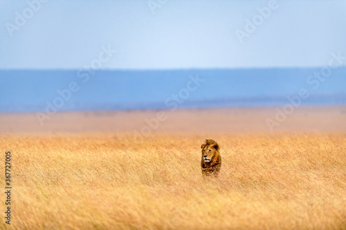 The lion walking on the golden meadows of Masai Mara