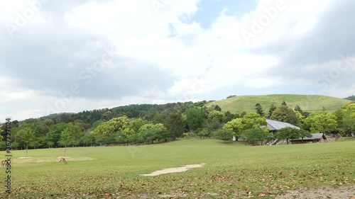 A deer relaxing in front of Mt. Wakakusa in fine weather. photo