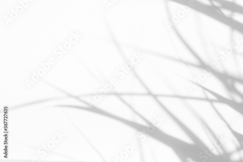 Overlay effect for photo. Blurred gray shadows of delicate grass on a white wall. Abstract neutral nature concept background. Space for text. Shadow for natural light effects. © Aleksandra Konoplya
