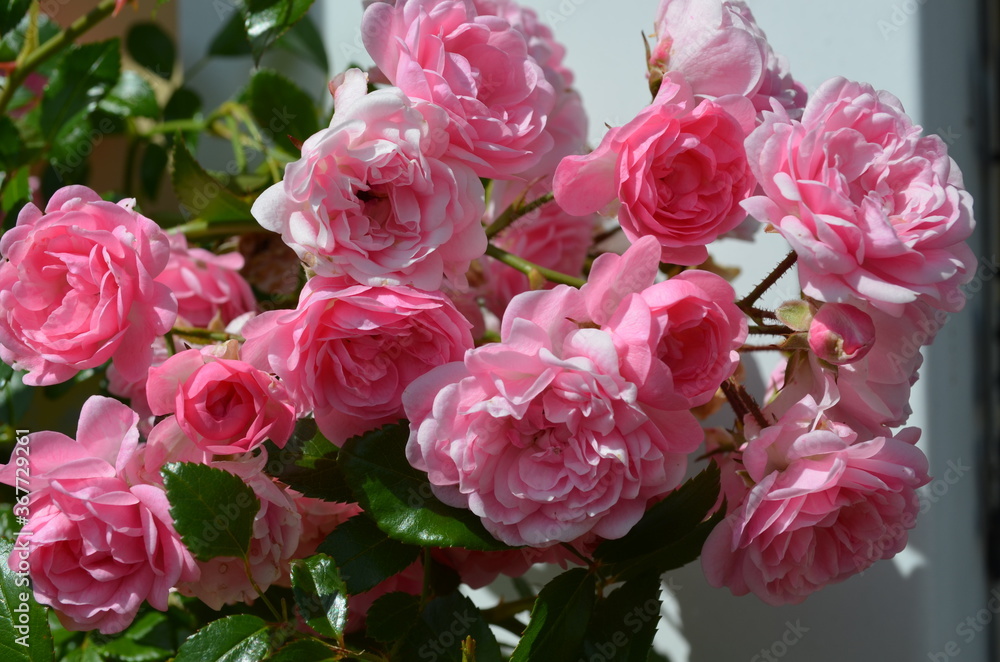 Beautiful garden flowers after a rain storm. Picture taken in summer time in sweden