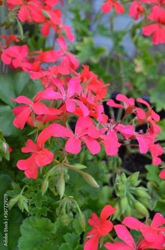 Beautiful garden flowers after a rain storm. Picture taken in summer time in sweden