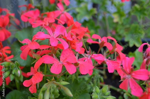 Beautiful garden flowers after a rain storm. Picture taken in summer time in sweden