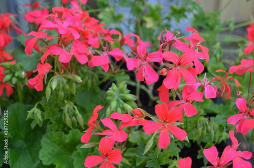 Beautiful garden flowers after a rain storm. Picture taken in summer time in sweden