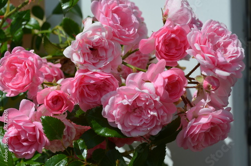 Beautiful garden flowers after a rain storm. Picture taken in summer time in sweden