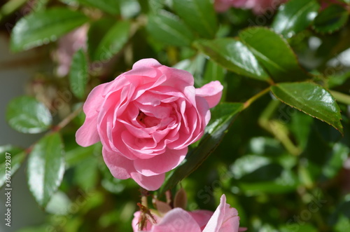 Beautiful garden flowers after a rain storm. Picture taken in summer time in sweden