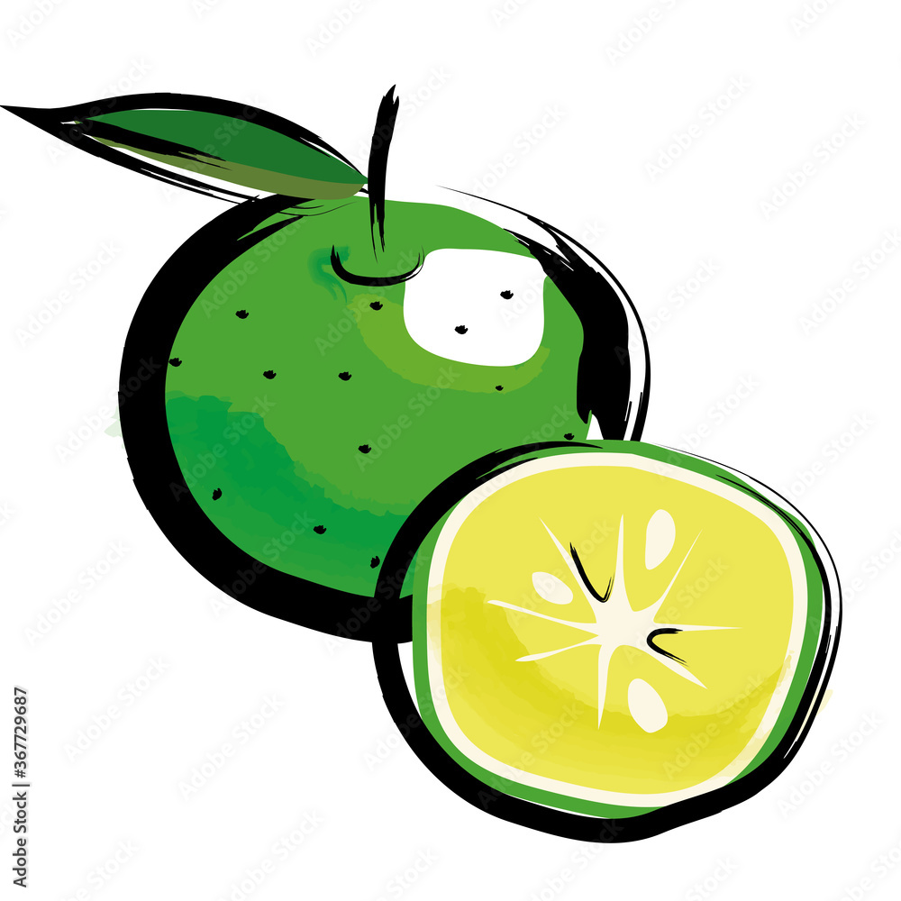 アナログタッチ筆描き水彩画 スダチ酢橘のイラスト果物フルーツ Sudachi Illustration Stock Vector Adobe Stock