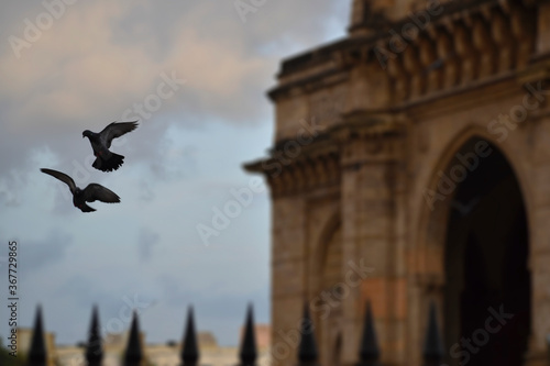 flying pigeons photo