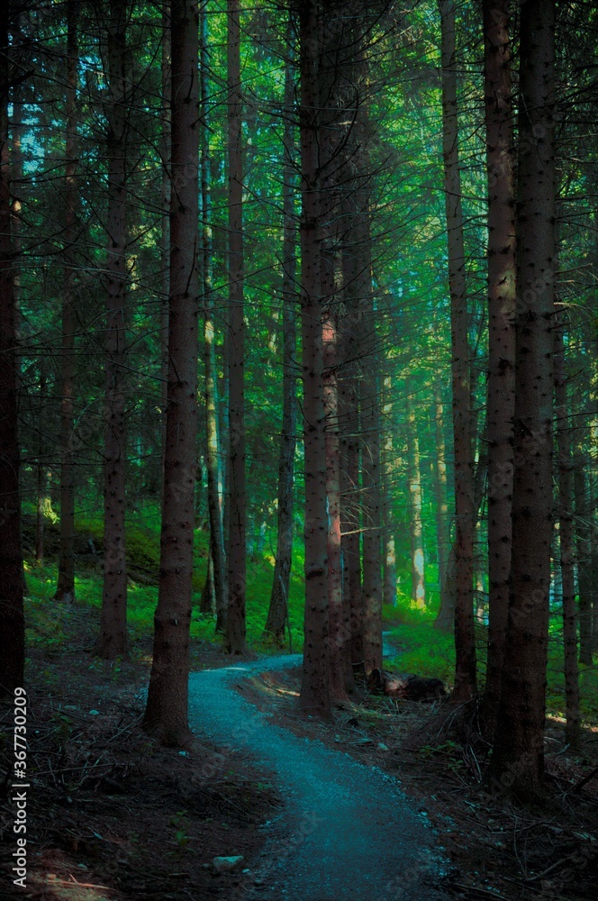 Fototapeta premium path in the woods