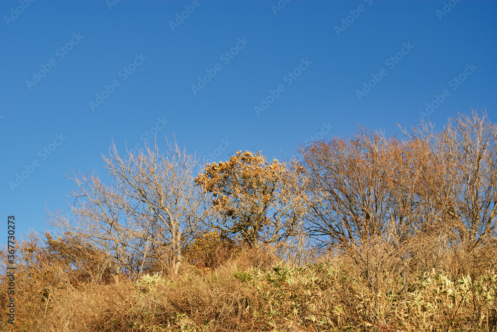 Obraz premium 木 草 冬 素材