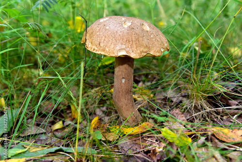 Boletus grows in the forest against the background of green vegetation. White mushroom for cooking and eat