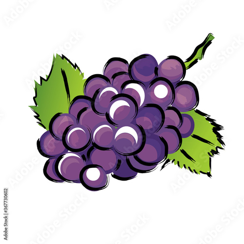 アナログタッチ筆描き水彩画　ブドウ葡萄のイラスト果物フルーツ｜Purple grape illustration