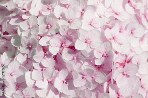 Beautiful hydrangea floral background in pink colors. Horizontal image. Top view. © Liudmyla