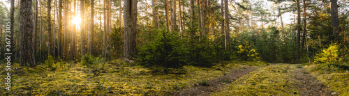 A wide panorama of the forest during a sunrise in the Baltics, Europe © Vydas