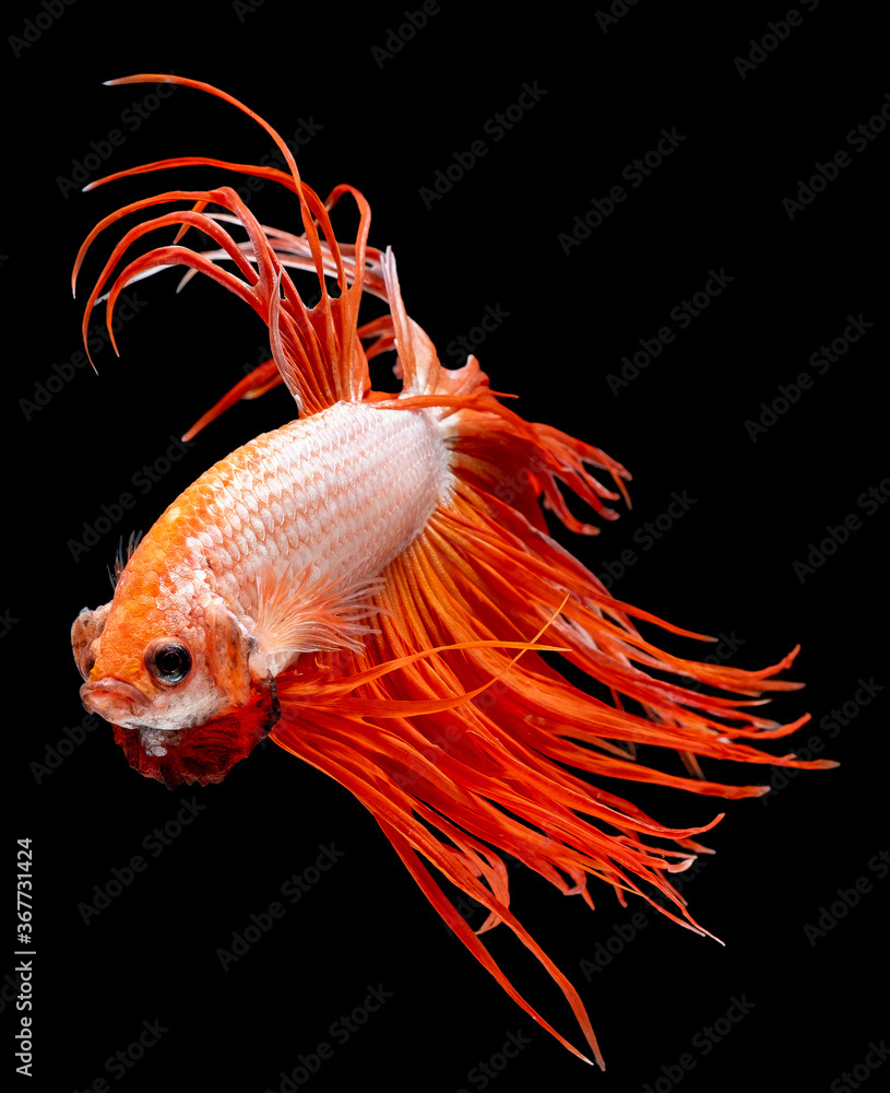 Fototapeta premium Red Siamese crowntail betta fighting fish with main color of red and white swim on dark background. Concept of aggressive animal and appear to show strong power.