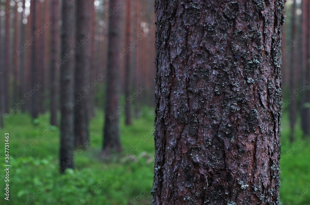 Bark of a pine tree. Close up view. Bark of a pine tree. Close up view.