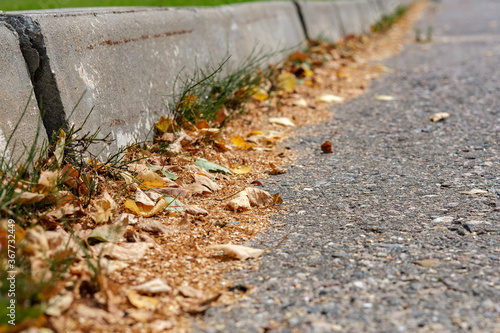 Small yellow leaves lie along the concrete curbs on the paved road.