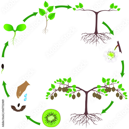 Life cycle of a kiwi plant on a white.