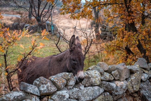 Canvas Print Brown-colored donkey in a field captured during autumn
