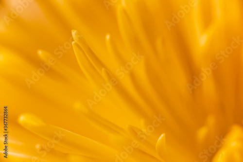 Yellow Disbud Chrysanthemum flower close-up