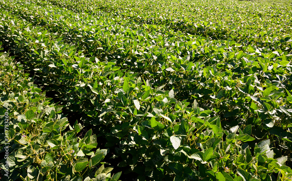 Soybean field in the countryside. Soybean field in the countryside.