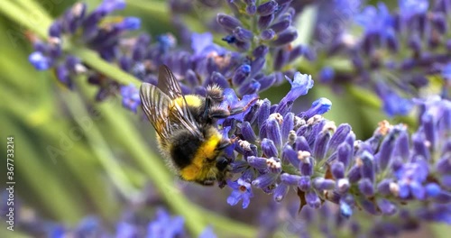 bee eating lavender nectar in slow motion photo