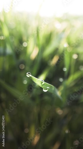 rain drops on grass © Valeriysurujiu