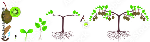 Cycle of growth of a kiwi plant on a white background.