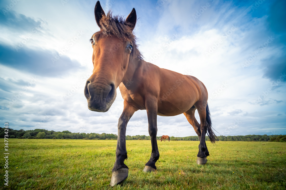 Obraz premium A young wild horse / foal in the New Forest National Park, Hampshire, UK 