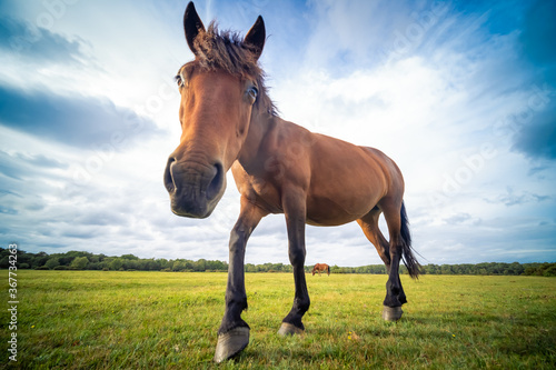 A young wild horse / foal in the New Forest National Park, Hampshire, UK 