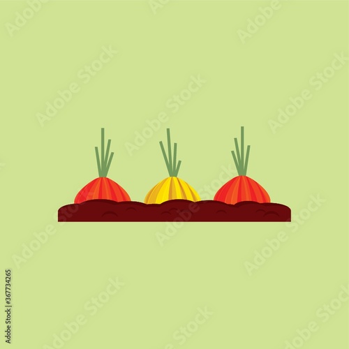 onion seedling on fertile soil