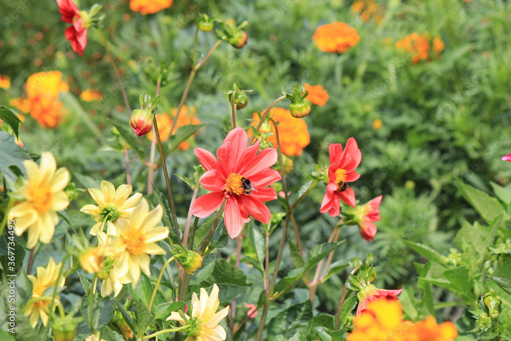 bright beautiful flowers in  botanical garden
