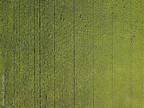 Pattern of sunflower field from aerial view.