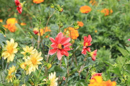 bright beautiful flowers in  botanical garden © sosnytskyi