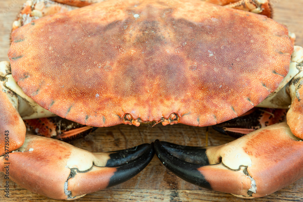 freshly cooked crabs on a wooden chopping board freshly cooked crabs on a wooden chopping board