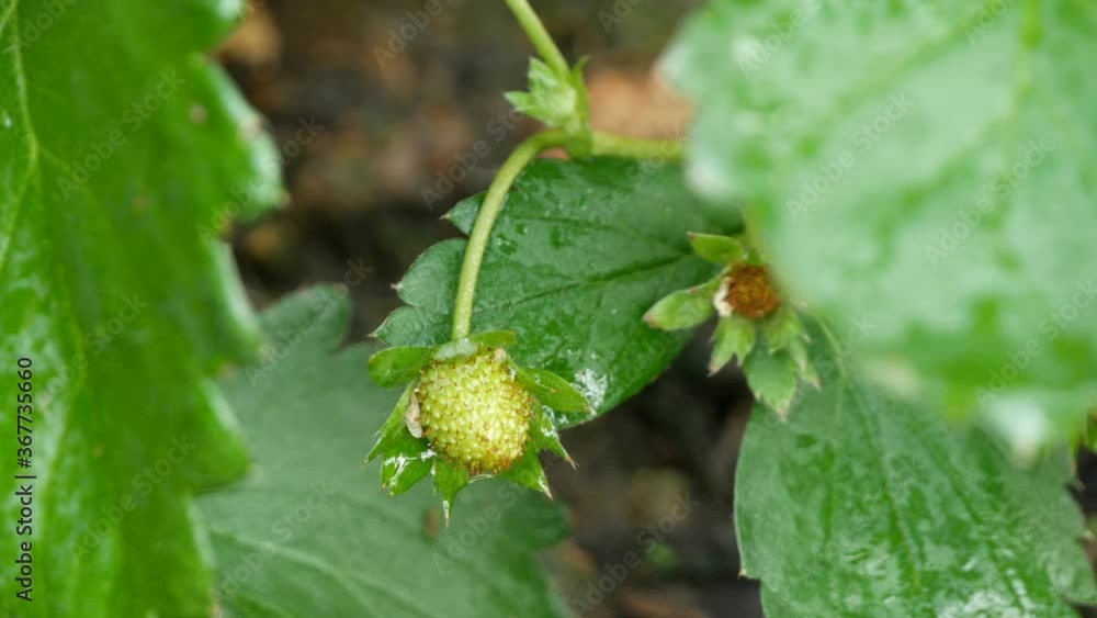 plantation of the strawberry in the garden plantation of the strawberry in the garden
