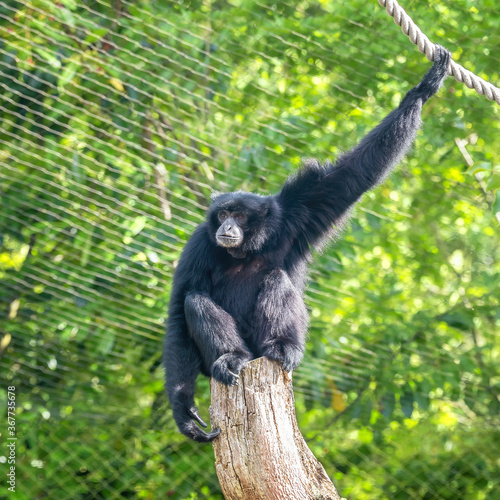 Siamang gibbon in a zoo enclosure